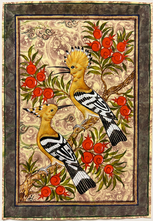 Hoopoe birds